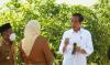 Canangkan Food Estate Berbasis Mangga di Gresik, Jokowi: 3 Bulan Panen dan Ekspor 