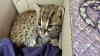 Heroik! Warga Agam Selamatkan Anak Kucing Hutan dari Serangan Anjing Liar