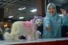 Cat Fashion Week Meriahkan Hari Kucing Sedunia di Banda Aceh - Bagian 1