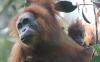 Deretan Fakta Unik Orang Utan Tapanuli Sumatera Utara, Bulu dan Kumis Jadi Perhatian
