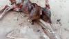 Anak Sapi di Tuban Lahir Berkepala Dua, Warga Gempar
