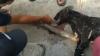3 Petani Tegalmanggung Sumedang Diterkam Macan Kumbang di Kaki Gunung Kareumbi