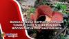 Bunga Langka Rafflesia Arnoldi Tumbuh di Ex Situ Kebun Raya Bogor untuk Pertama Kalinya