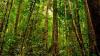 Misteri Hutan Jati Jeglong di Pati, Jawa Tengah, Lokasi Pembantaian Korban Diduga Simpatisan PKI