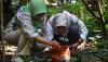 Terancam Punah, Bunga Rafflesia Arnoldii Tumbuh Cantik di Bogor - Bagian 2