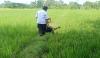 Puluhan Hektare Tanaman Padi di Sragen Terancam Gagal Panen, Ini Penyebabnya