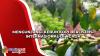 Mengunjungi Kebun Kopi Berlisensi Internasional di Ngada