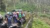 Pohon Tumbang Timpa Minibus dan Motor di Malang, 1 Orang Tewas