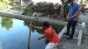 Hilang saat Bermain, Balita di Tulungagung Ditemukan Tewas dalam Kolam Ikan