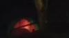 Viral Tenda Goyang Diduga di Curug Pangeran Bogor, Pengelola Taman Nasional Turun Tangan