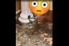 Viral Video Ratusan Uang Koin Ditemukan di Pilar Rumah, Netizen: Uang Logam Mengandung Emas