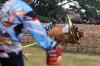 Potret Keseruan Lomba Karapan Sapi Piala Presiden di Bangkalan  - Bagian 2