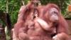  Lucunya Parti Kejora, Bayi Orang Utan yang Lahir di Taman Marga Satwa Banjarnegara