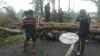 Pengendara Motor Tewas Tertimpa Pohon Tumbang di Cikidang Sukabumi