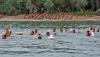 Prajurit Marinir Berenang Sejauh 1.500 Meter, Begini Latihannya - Bagian 1