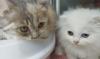 Laris Manis, Kucing Sultan Asal Malang Ini Pernah Dibeli Kekasih Thariq Halilintar