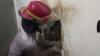 Heroik! Petugas Damkar di Padang Selamatkan Kucing Terjepit Tembok