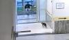 Terekam Kamera, Kucing Pincang Patah Kaki Masuk Rumah Sakit seolah Minta Pertolongan