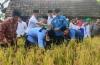 Panen Padi Perdana di Lotim, TGB Ajak Masyarakat Rajin Menanam
