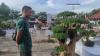 Sederet Bonsai Endemik Bangka Barat, Harganya Ada yang Dibanderol hingga Puluhan Juta Rupiah