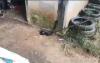 Ular Kobra Masuk Rumah Warga di Nunukan, Pemilik Panik