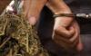 2 Kurir 12 Kg Ganja di Palembang Dituntut 10 dan 12 Tahun Penjara