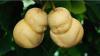 8 Buah Termahal di Dunia, Ada yang Bentuknya Mirip Patung Buddha 