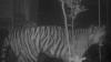 Harimau Muncul di Kebun Warga Agam, Tim BKSDA Turun Tangan
