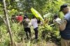 Muncul Macan, Warga Takut ke Ladang meski Sudah Ada Patroli