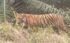 4 Orang yang Diserang Harimau di Aceh Ternyata Tim Patroli Hutan