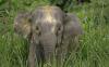 Asal-Usul Gajah Kerdil Kalimantan, Kisah Sultan Sulu dan Hadiah dari Jawa