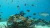 Juara Wisata Air, Begini Pesona Keindahan Bawah Laut Pulau Rubiah Sabang - Bagian 2