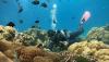 Juara Wisata Air, Begini Pesona Keindahan Bawah Laut Pulau Rubiah Sabang - Bagian 1