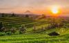 Kenapa Ubud Bali Jadi Tempat Wisata Favorit? Keindahan Alam dan Seni Berpadu di Sini
