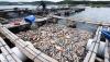 Penampakan Ribuan Ikan Mati Massal di Waduk Kedung Ombo Boyolali - Bagian 2