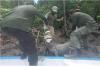 4 Buaya Muara Hasil Tangkapan Warga di Konawe Selatan Dievakuasi Petugas BKSDA, 2 Sudah Mati