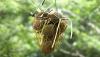 Panen Durian Cikakak Khas Sukabumi - Bagian 2