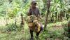 Panen Durian Cikakak Khas Sukabumi - Bagian 3