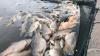  Ribuan Ikan di Waduk Kedung Ombo Boyolali Mati Massal, Petani Rugi Miliaran Rupiah