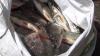 Ribuan Ikan di Telaga Ngebel Ponorogo Mati Mendadak, Diduga Keracunan Belerang