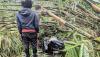 Rumpun Bambu di Bogor Roboh Timpa Pemotor, 1 Orang Terluka