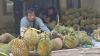 Durian Palabuhanratu Sukabumi Laris Manis, Tengkulak di Cikakak Raup Omzet Rp75 Juta