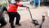 Detik-Detik Damkar Tangkap Ular King Cobra Sepanjang 3 Meter - Bagian 1
