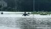 Ribuan Hektare Sawah Terendam Banjir, Petani di Pati Rugi Puluhan Miliar Rupiah