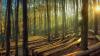 Hutan Pinus Mangunan: Keindahan, Fasilitas, Lokasi, hingga Harga Tiket Masuk