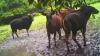 Populasi Banteng Kalimantan di Hutan Lamandau Terus Berkurang, Tersisa 20 Ekor