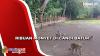 Ribuan Monyet Ekor Panjang Menyapa Pengunjung di Objek Wisata Candi Batur Pemalang
