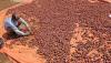 Harga Bawang Merah Naik Gara-Gara Cuaca Buruk - Bagian 2