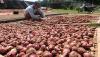 Harga Bawang Merah Naik Gara-Gara Cuaca Buruk