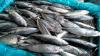 Bangga! Produksi Ikan Tuna, Cakalang, dan Tongkol RI Tembus Rp39 Triliun 